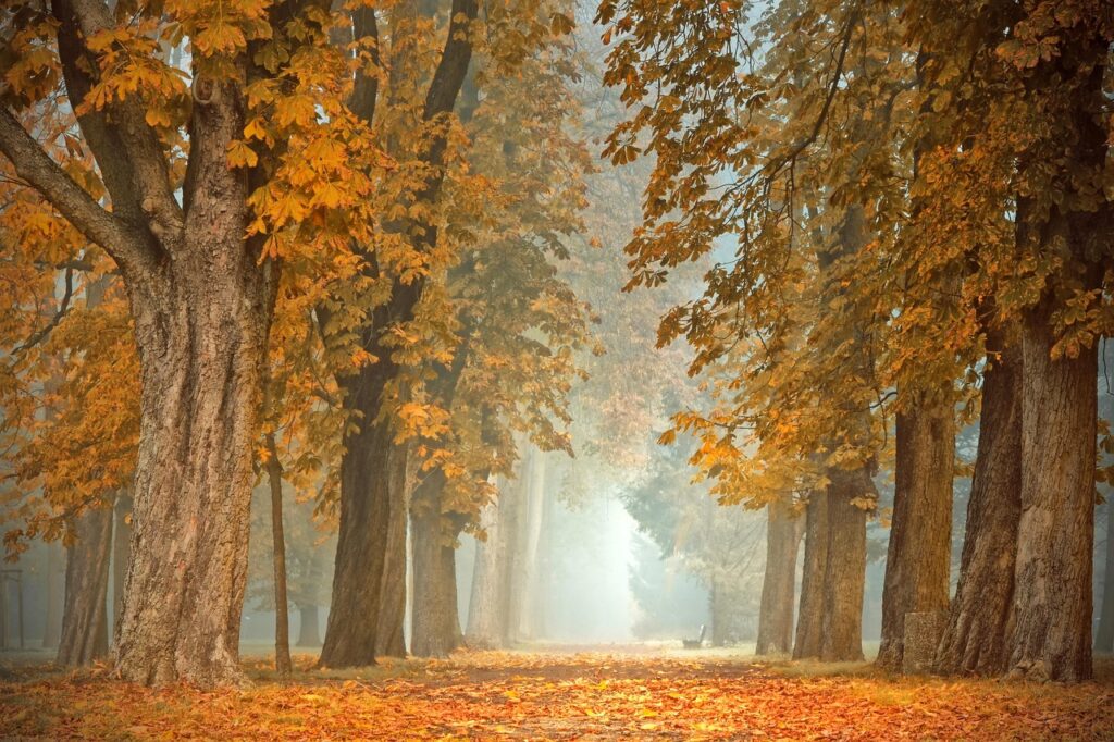 path, trees, autumn